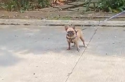 Chloe, anjing french bulldog yang diduga dijagal pemilik lapo di Tangerang. Dok istimewa