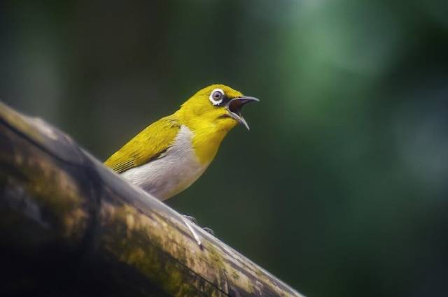 Ilustrasi ciri pleci betina, sumber foto: Manish Mangar by pexels.com