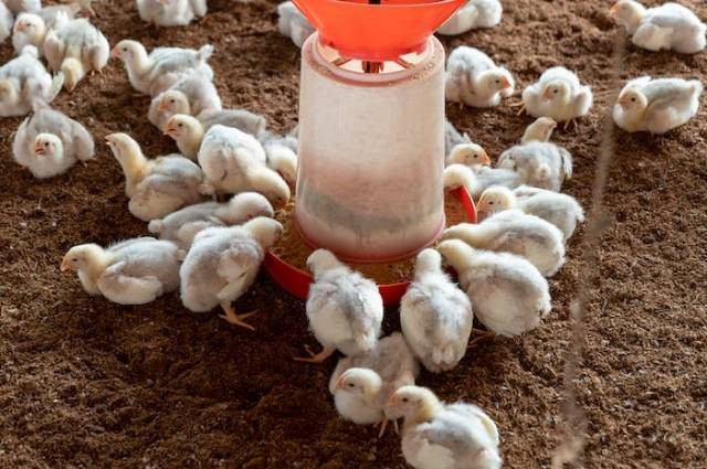 Ilustrasi cara ternak ayam potong, sumber foto: raja j by pexels.com