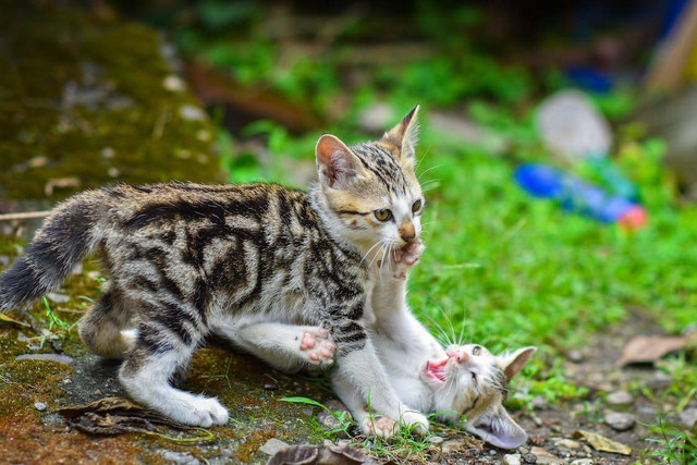 Ilustrasi vaksin kucing berapa kali. Sumber: pexels