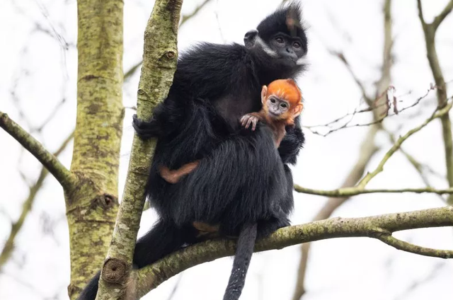 Lutung super langka lahir di sebuah taman margasatwa di Irlandia.  Foto: Fota Wildlife Park