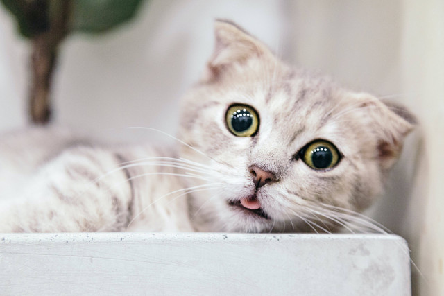 Ilustrasi : Cara Mengatasi Virus Calici Pada Kucing. Sumber : Tranmautritam/Pexels.com