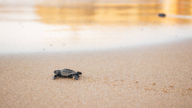 Pulau Penyu Tanjung Benoa. Foto hanyal ilustrasi, bukan tempat sebenarnya. Sumber: https://unsplash.com/