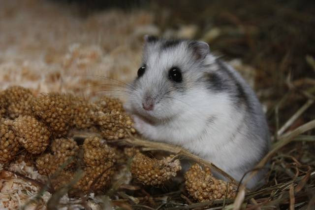 Ilustrasi ciri hamster yang sehat. Foto: Pixabay