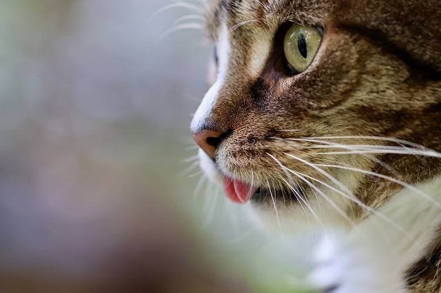 Ilustrasi kenapa kucing menjulurkan lidah saat tidur. Foto: Pixabay