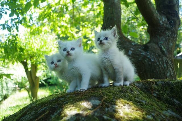 Ilustrasi penyebab kotoran kucing berwarna hitam. Foto: Pixabay