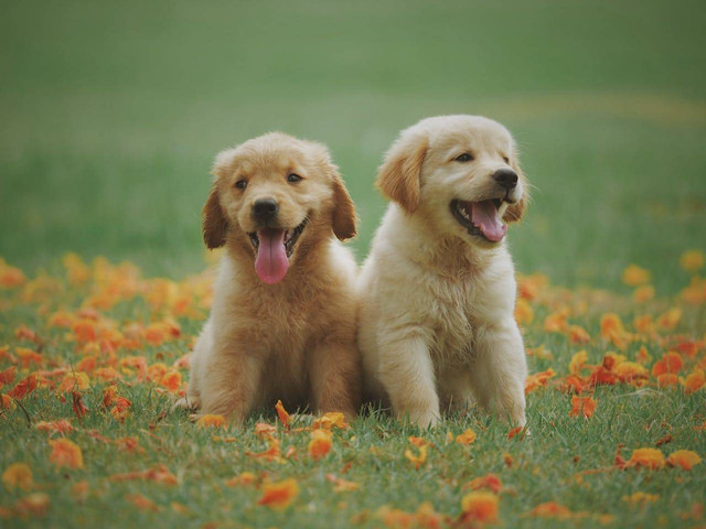 Ilustrasi Nama Anjing Lucu Korea. Sumber: Pexels.com/Chevanon Photography