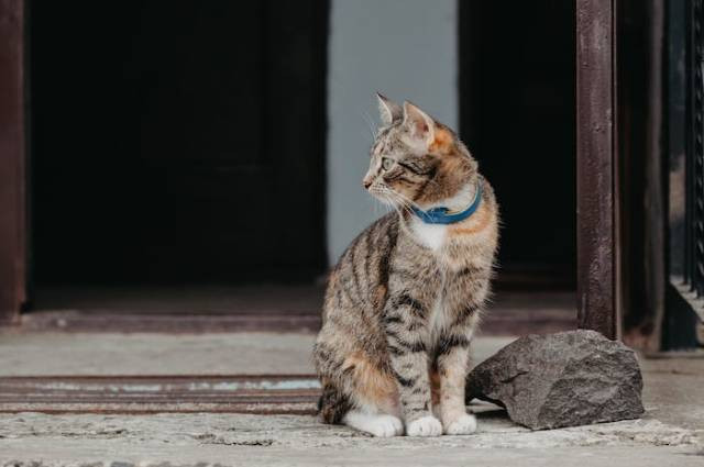 Ilustrasi apakah kucing boleh makan wet food setiap hari, sumber foto: Julia Filirovska by pexels.com