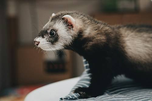 Ilustrasi Cara Memandikan Musang. Sumber: Unsplash