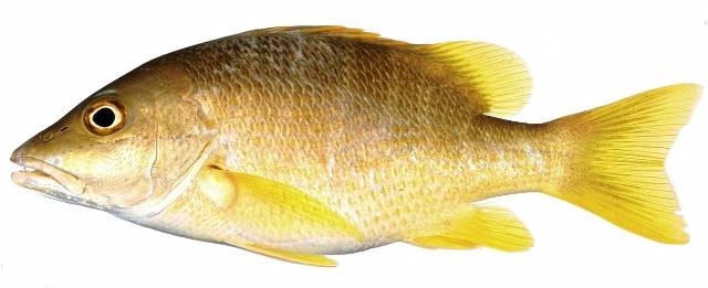 Ilustrasi jenis ikan kakap. Foto: Pixabay