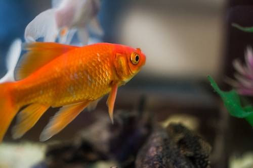 Ilustrasi Ciri Ikan Koi Stress. Sumber: Unsplash