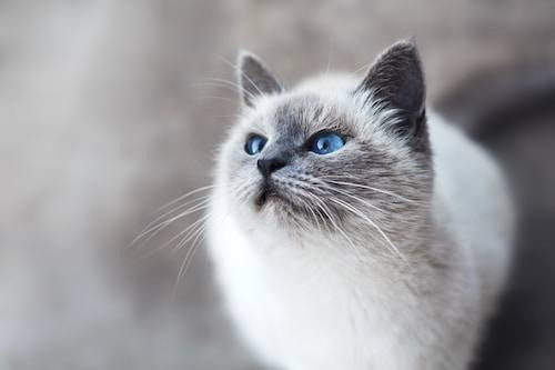 Ilustrasi Ciri Kucing Burma. Sumber: Unsplash
