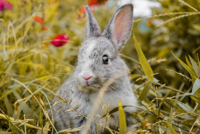 Ilustrasi harga tiket masuk Rabbit Town Bandung (foto bukanlah tempat sebenarnya). Sumber foto: Pixabay @Pppoppy