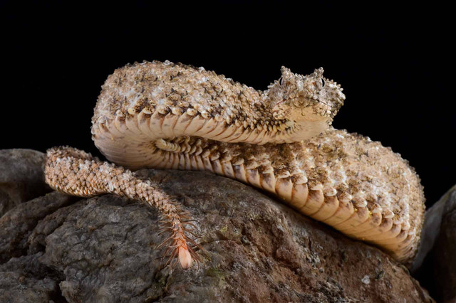 Ular berbisa bertanduk ekor laba-laba (Pseudocerastes urarachnoides). Foto: reptiles4all/Shutterstock