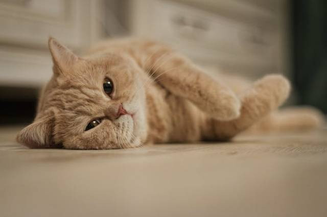 Ilustrasi apakah kucing cacingan bisa sembuh sendiri, sumber foto: Vlad Nazarov by pexels.com