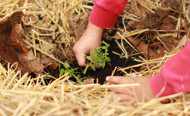 Quotes hari gerakan sejuta pohon. Sumber: Unsplash/Nikoline Arns