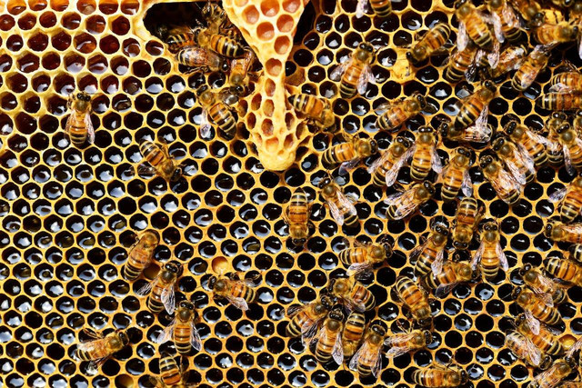Ilustrasi Apakah Madu Termasuk Produk Bioteknologi? Sumber: pexels.com/Pixabay