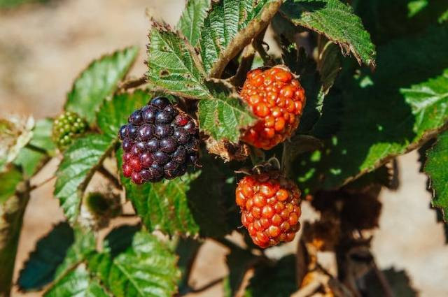 Ilustrasi jenis tanaman hias buah, sumber foto: Kindel Media by pexels.com