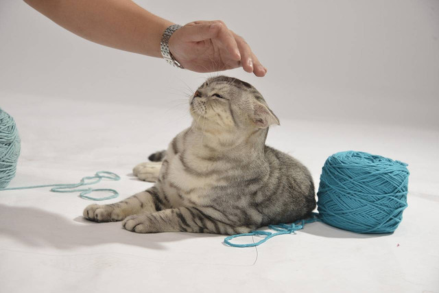Ilustrasi aktivitas kucing sehari-hari. Sumber: pixabay