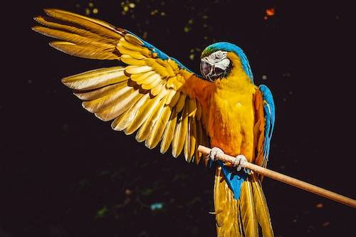 Ilustrasi Cara Merawat Burung Kakatua. Sumber: Unsplash