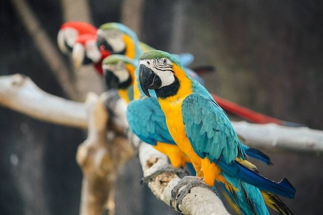 Ilustrasi Cara Membedakan Burung Betet, Nuri dan Kakatua. Foto: dok. Unsplash/Matthew Guay