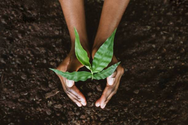 Ilustrasi Manfaaat Menanam Pohon di Sekitar Rumah. Sumber: www.unsplash.com