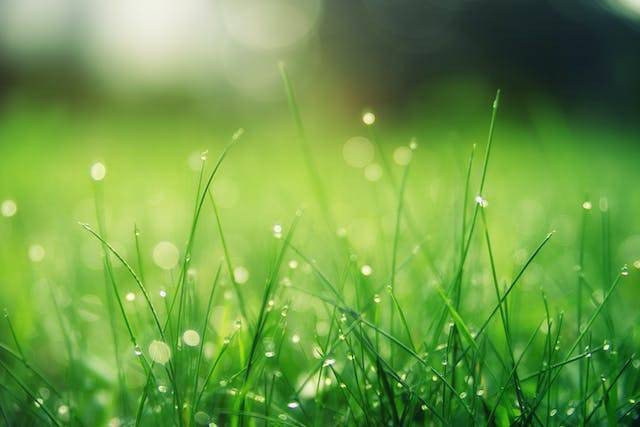 Jelaskanlah salah satu contoh bentuk interaksi dalam lingkungan yang terdiri atas lingkungan makhluk hidup dan benda mati. Sumber: pexels.com
