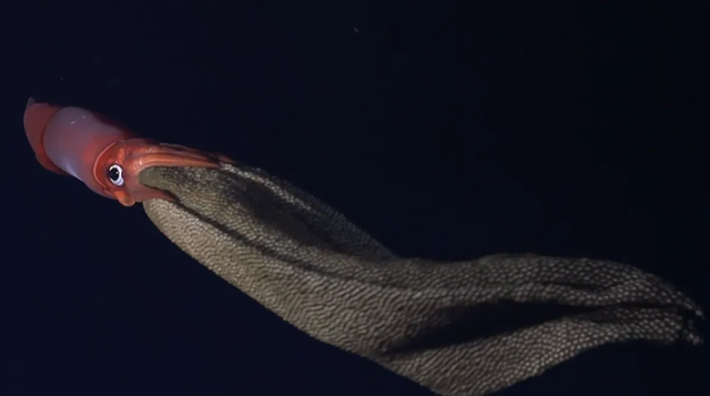 Cumi-cumi bermata hitam tertangkap kamera sedang membawa ribuan telur di tubuhnya. Foto: Schmidt Ocean Institute