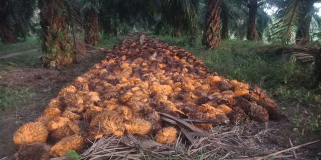 Tandan Kosong Kelapa Sawit di area perkebunan. Sumber: Dokumen pribadi