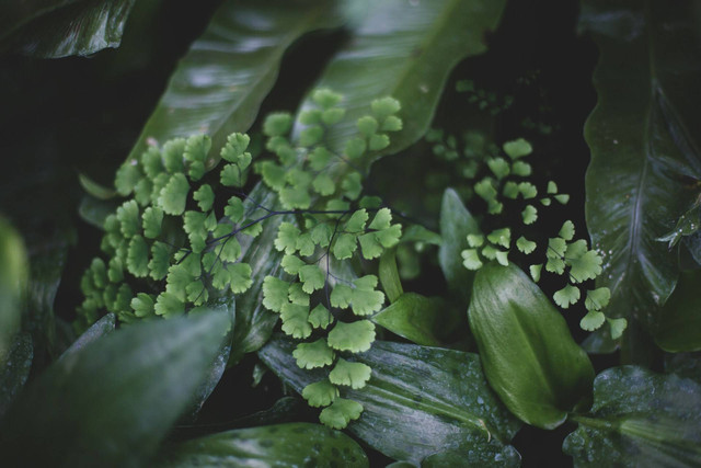 ilustrasi tanaman suplir. Sumber foto: Unsplash