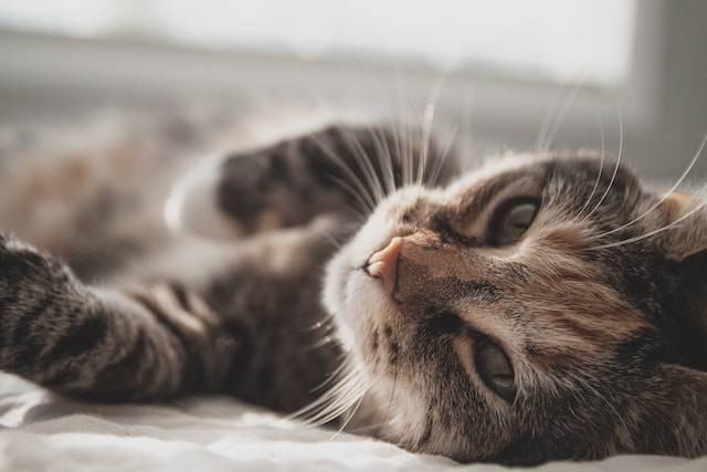 Ilustrasi Cara Menggendong Kucing. Foto: dok. Unsplash/Zeke Tucker