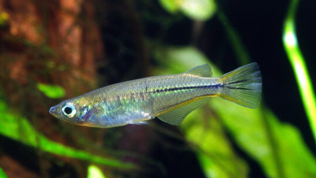 Ikan medaka (Oryzias celebensis). Foto: Dok. Fakultas Perikanan dan Kelautan Universitas Airlangga