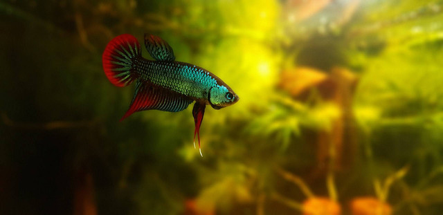 Ilustrasi ikan cupang. Sumber foto: Unsplash