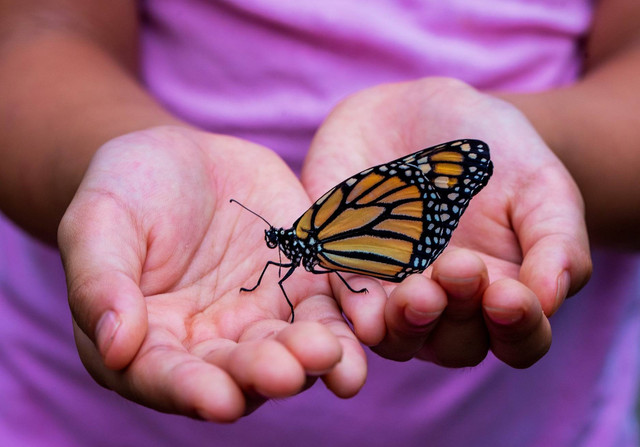 [Bali Butterfly Park Tabanan] Foto hanya ilustrasi, bukan tempat sebenarnya. Sumber: unsplash/DavidClode