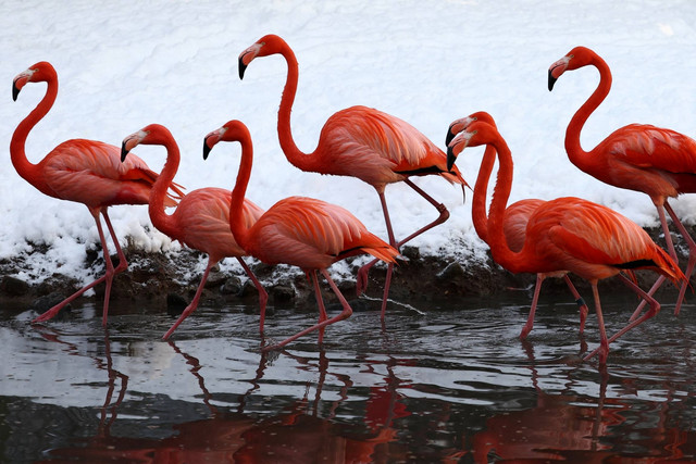 Flamingo Amerika berjalan di kolam yang dikelilingi salju di kebun binatang Pairi Daiza di Brugelette, Belgia, Kamis (18/1/2024). Foto: Yves Herman/REUTERS