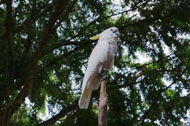 Ilustrasi fakta unik burung kakak tua, sumber foto: Mikhail Nilov by pexels.com