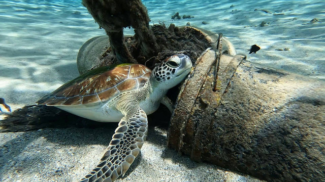 Turtle Conservation and Education Center. Foto hanya ilustrasi, bukan tempat sebenarnya. Sumber: Unsplash/liam read