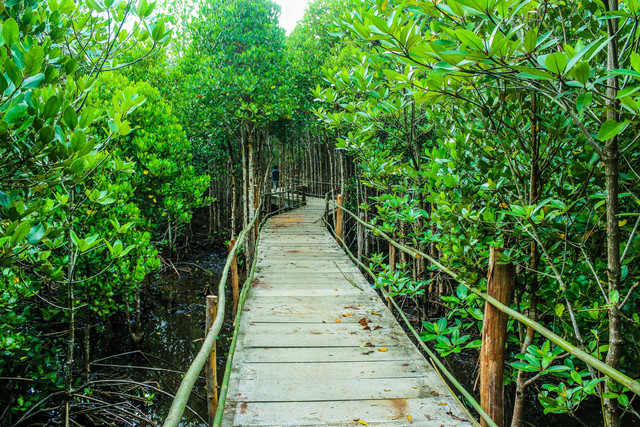 Ilustrasi Kebun Raya Mangrove Surabaya. Pexel.com/icon0