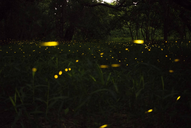 Lampyridae adalah, Sumber Unsplash Tony Phan