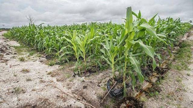 Tanaman jagung di dalam kantung plastik polibag di area proyek food estate Gunung Mas, Kalimantan Tengah. Foto: Walhi Kalteng
