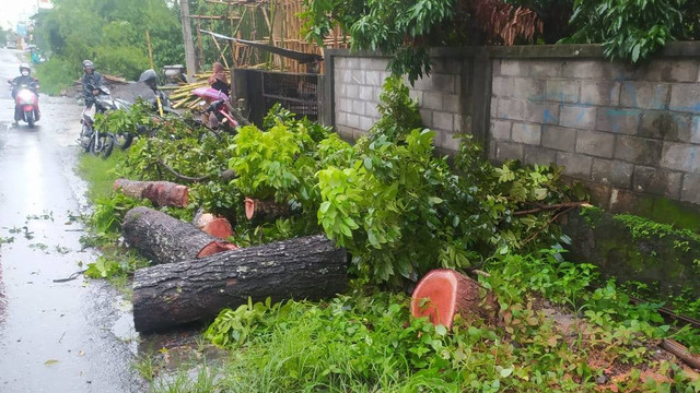 Seorang pengendara sepeda motor berinisial SR (55) meninggal dunia usai menabrak pohon yang tumbang di Jalan Godean Km 13, Kabupaten Sleman, Selasa (23/1/2024). Foto: BPBD Sleman