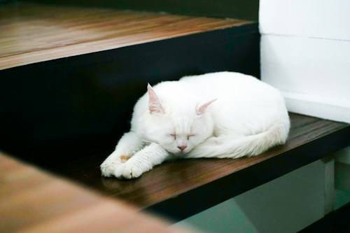 Ilustrasi Cara Mengatasi Kucing Mendengkur. Sumber: Unsplash