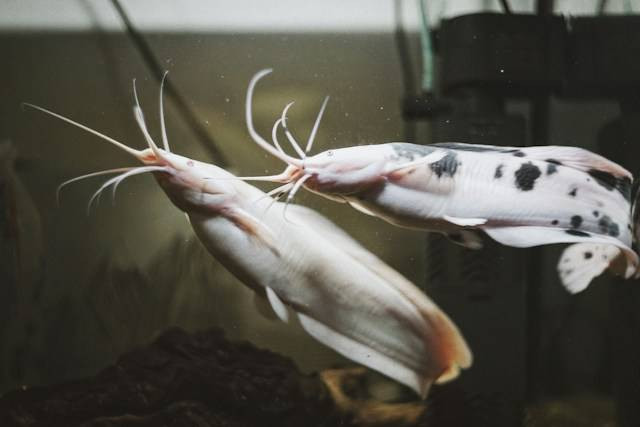 Ilustrasi Cara Membuat Pelet Ikan Lele. Foto: dok. Unsplash/Arthur Avakov
