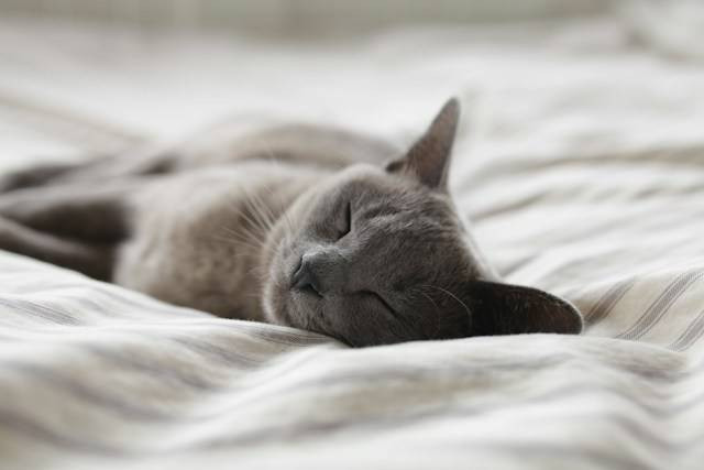 Ilustrasi Kenapa Kucing Muntah Kuning. Foto: dok. Unsplash/Alexander Possingham
