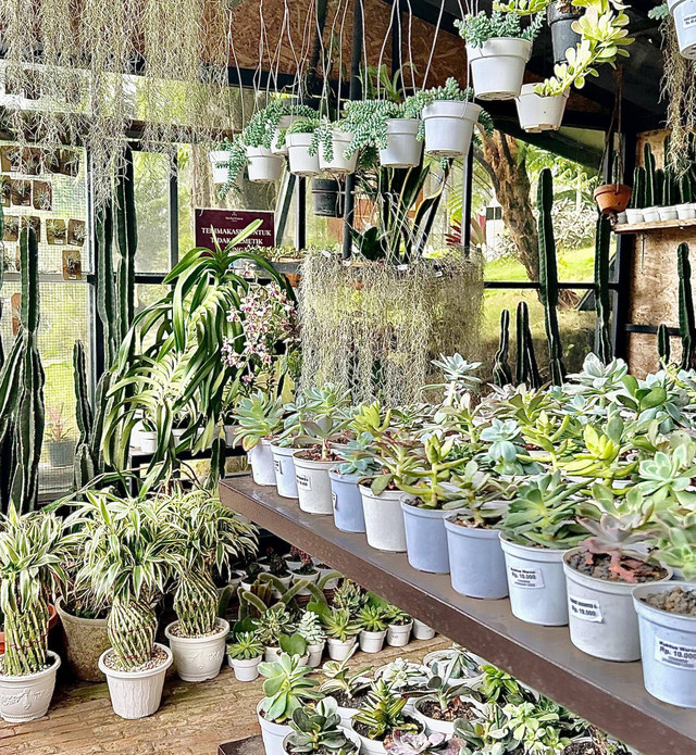 Bisnis tanaman cantik guna menarik minat masyarakat dalam penghijauan lingkungan. Foto: Adam Faizki Setiono.