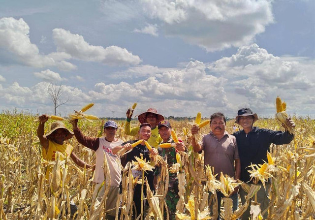 Mentan Panen Jagung di Food Estate Gunung Mas. Foto: Dok. Kementan