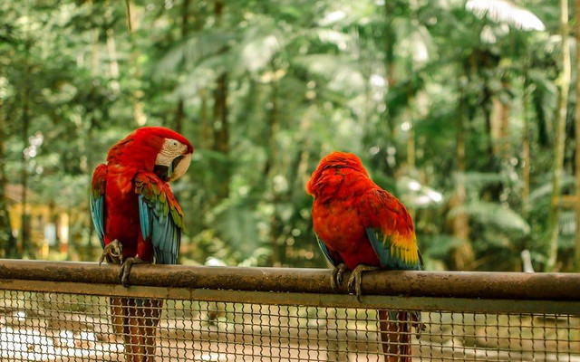 Ilustrasi harga burung macaw anakan. Sumber: Italo Melo/pexels.com