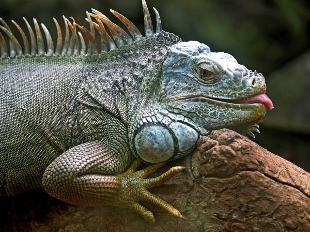 Ilustrasi cara merawat iguana yang sakit. Foto: Pixabay