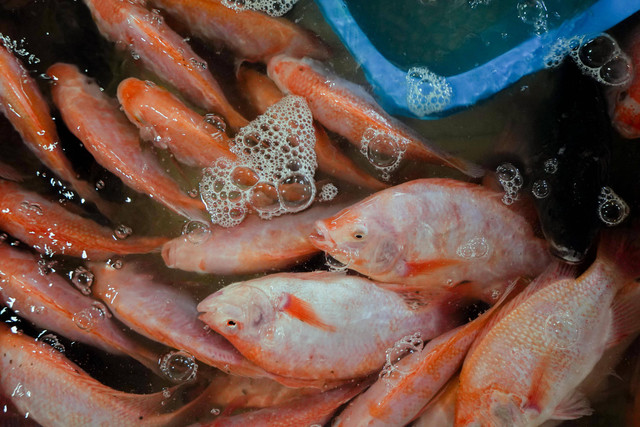 Ikan nila, sumber protein yang rendah lemak dengan kandungan protein sedikit lebih tinggi dibandingkan ikan salmon. Foto: Dok. Istimewa