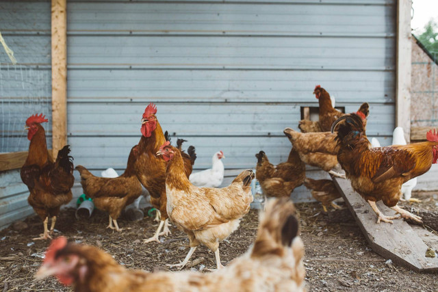 Ilustrasi cara memelihara ayam kampung. Sumber foto: Unsplash